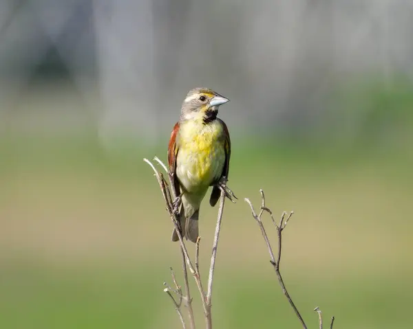 Dickcissel Spiza Americana Północnoamerykański Ptak Łąkowy — Zdjęcie stockowe