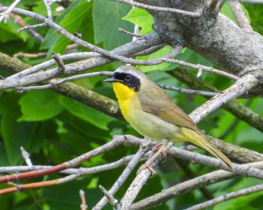 Yaygın Yellowthroat (Geothlypis trichas) Kuzey Amerika Warbler Kuşu