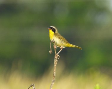 Yaygın Yellowthroat (Geothlypis trichas) Kuzey Amerika Warbler Kuşu