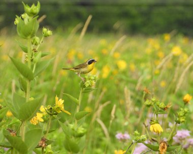 Yaygın Yellowthroat (Geothlypis trichas) Kuzey Amerika Warbler Kuşu