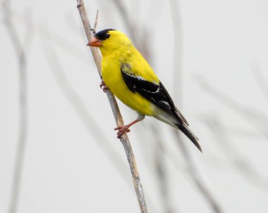 Amerikan ispinozu (Spinus tristis) Kuzey Amerika Arka Bahçesi Kuşu