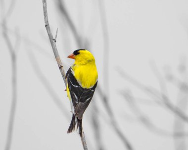 Amerikan ispinozu (Spinus tristis) Kuzey Amerika Arka Bahçesi Kuşu