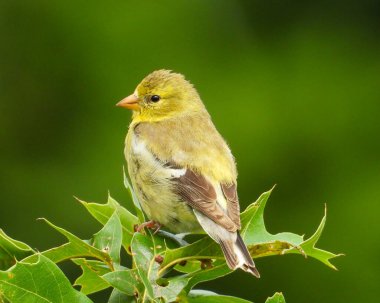 Amerikan ispinozu (Spinus tristis) Kuzey Amerika Arka Bahçesi Kuşu