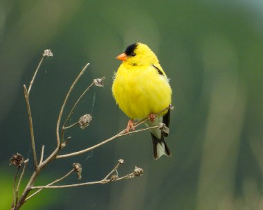 Amerikan ispinozu (Spinus tristis) Kuzey Amerika Arka Bahçesi Kuşu