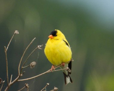 Amerikan ispinozu (Spinus tristis) Kuzey Amerika Arka Bahçesi Kuşu