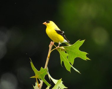 Amerikan ispinozu (Spinus tristis) Kuzey Amerika Arka Bahçesi Kuşu