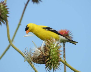 Amerikan ispinozu (Spinus tristis) Kuzey Amerika Arka Bahçesi Kuşu