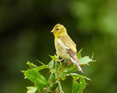 Amerikan ispinozu (Spinus tristis) Kuzey Amerika Arka Bahçesi Kuşu