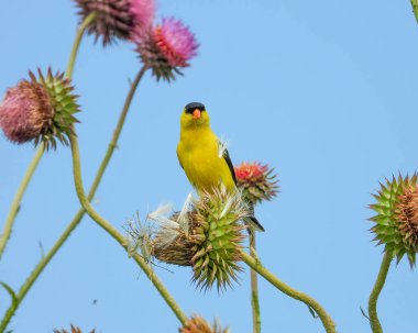 Amerikan ispinozu (Spinus tristis) Kuzey Amerika Arka Bahçesi Kuşu