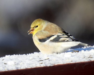 Amerikan ispinozu (Spinus tristis) Kuzey Amerika Arka Bahçesi Kuşu