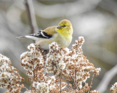 Amerikan ispinozu (Spinus tristis) Kuzey Amerika Arka Bahçesi Kuşu