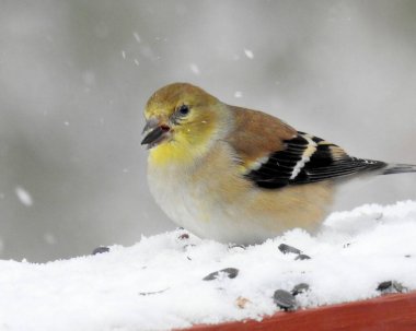 Amerikan ispinozu (Spinus tristis) Kuzey Amerika Arka Bahçesi Kuşu