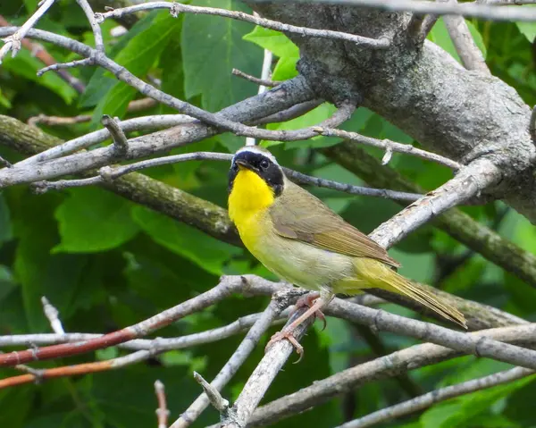 Common Yellowthroat Geothlypis Trichas North American Warbler Bird — Stock fotografie