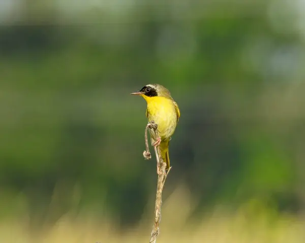 Yaygın Yellowthroat Geothlypis Trichas Kuzey Amerika Warbler Kuşu — Stok fotoğraf