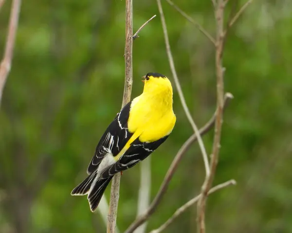 Amerikan Ispinozu Spinus Tristis Kuzey Amerika Arka Bahçesi Kuşu — Stok fotoğraf