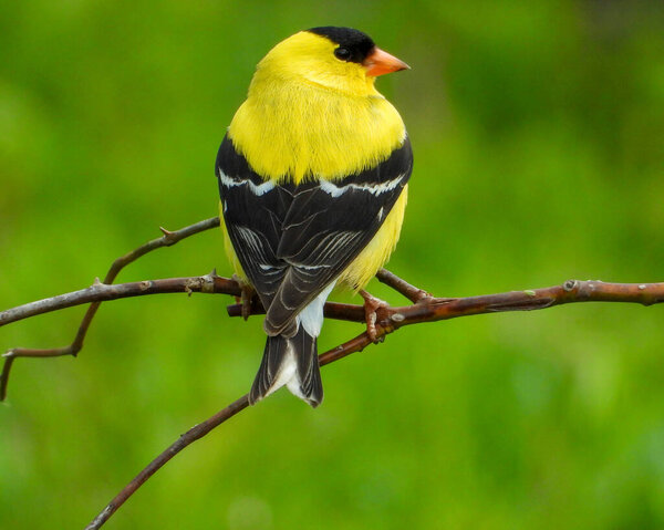 American Goldfinch (Spinus tristis) North American Backyard Bird