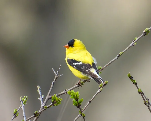 American Goldfinch Spinus Tristis North American Backyard Bird — Stock fotografie