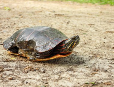 Boyalı Kaplumbağa (Chrysemys picta) Kuzey Amerika Su Sürüngeni