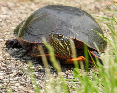 Boyalı Kaplumbağa (Chrysemys picta) Kuzey Amerika Su Sürüngeni