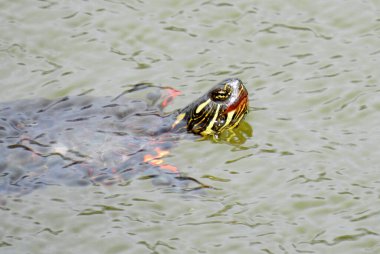 Boyalı Kaplumbağa (Chrysemys picta) Kuzey Amerika Su Sürüngeni