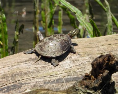 Boyalı Kaplumbağa (Chrysemys picta) Kuzey Amerika Su Sürüngeni