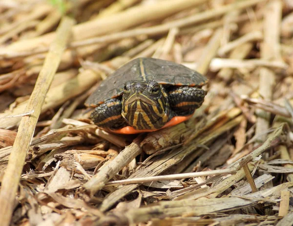 Gemalte Schildkröte Chrysemys Picta Nordamerikanisches Wasserreptil — Stockfoto