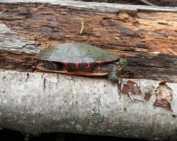 Gemalte Schildkröte Chrysemys Picta Nordamerikanisches Wasserreptil — Stockfoto
