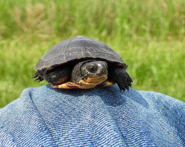 Blanding's Turtle (Emydoidea blandingii) Semi Aquatic Reptile