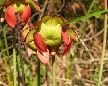 Sarracenia moru (Mor Sürahi Bitkisi) Kuzey Amerika Yerlisi Yaban Çiçeği