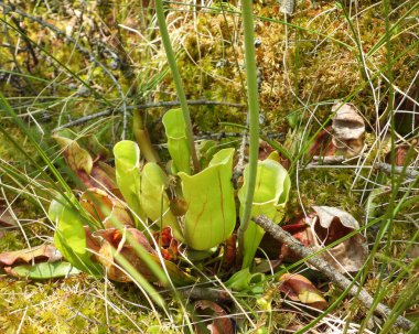 Sarracenia moru (Mor Sürahi Bitkisi) Kuzey Amerika Yerlisi Yaban Çiçeği