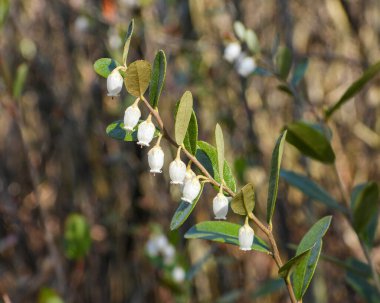 Chamaedaphne calyculata (Deri yaprak) Kuzey Amerika 'nın doğal sulak çiçeği