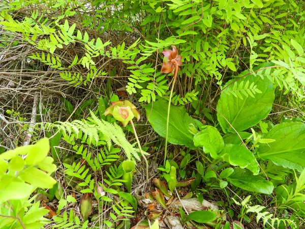 Sarracenia moru (Mor Sürahi Bitkisi) Kuzey Amerika Yerlisi Yaban Çiçeği