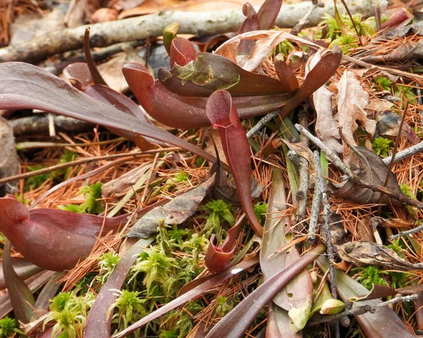 Sarracenia moru (Mor Sürahi Bitkisi) Kuzey Amerika Yerlisi Yaban Çiçeği