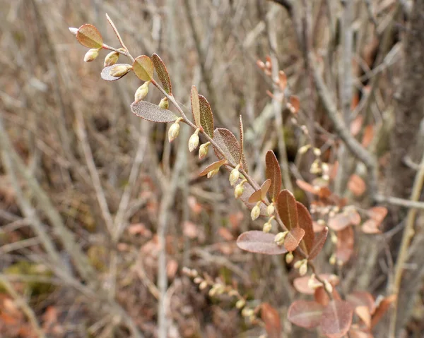 Chamaedaphne Calyculata Läderblad Native North American Wetland Wildflower — Stockfoto
