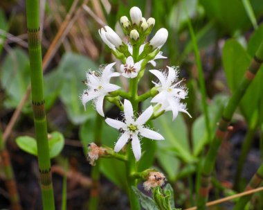Menyanthes trifoliata (Buckbean) Kuzey Amerika 'nın Yerlisi Vahşi Çiçek