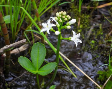 Menyanthes trifoliata (Buckbean) Kuzey Amerika 'nın Yerlisi Vahşi Çiçek