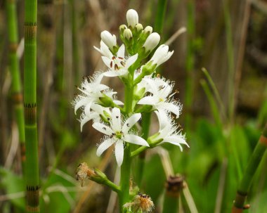 Menyanthes trifoliata (Buckbean) Kuzey Amerika 'nın Yerlisi Vahşi Çiçek