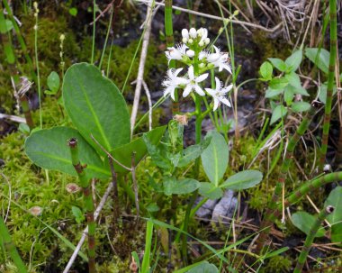 Menyanthes trifoliata (Buckbean) Kuzey Amerika 'nın Yerlisi Vahşi Çiçek