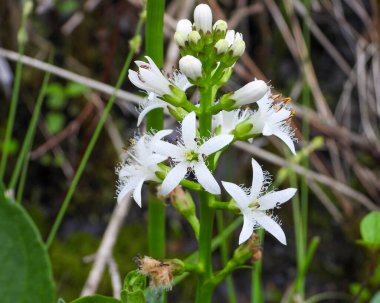 Menyanthes trifoliata (Buckbean) Kuzey Amerika 'nın Yerlisi Vahşi Çiçek