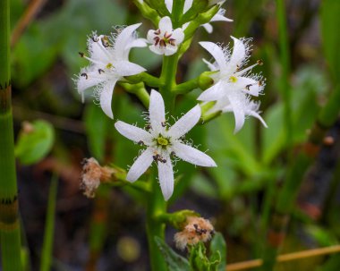 Menyanthes trifoliata (Buckbean) Kuzey Amerika 'nın Yerlisi Vahşi Çiçek
