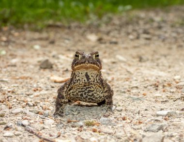  Amerikan Kurbağası (Anaxyrus americanus) Kurbağa Amfibiği 