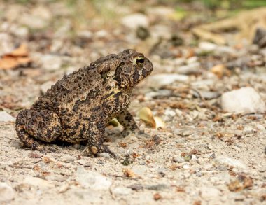  Amerikan Kurbağası (Anaxyrus americanus) Kurbağa Amfibiği 