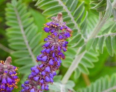 Amorpha canescens (Öncü Bitki) Kuzey Amerika 'nın Kır Çiçeği