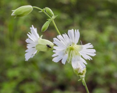 Silene stellata (Yıldızlı Campion) Kuzey Amerika Orman Çiçeği