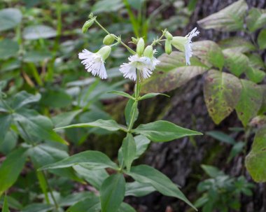 Silene stellata (Yıldızlı Campion) Kuzey Amerika Orman Çiçeği
