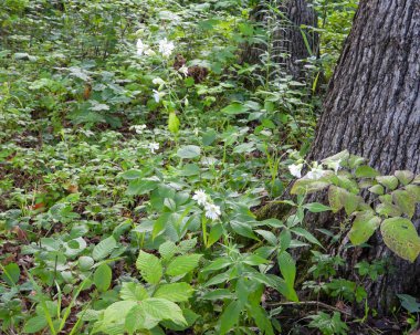 Silene stellata (Yıldızlı Campion) Kuzey Amerika Orman Çiçeği