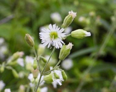 Silene stellata (Yıldızlı Campion) Kuzey Amerika Orman Çiçeği