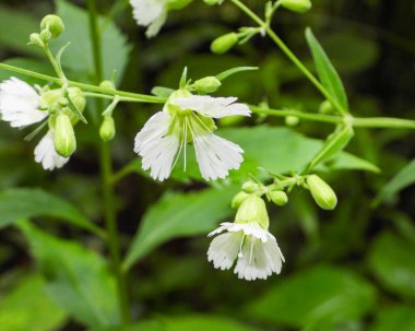 Silene stellata (Yıldızlı Campion) Kuzey Amerika Orman Çiçeği