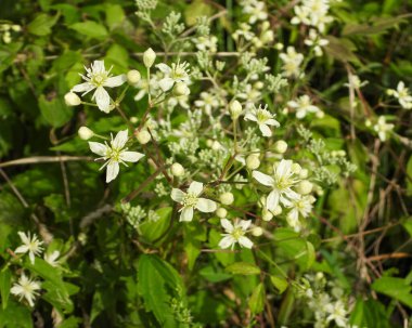 Clematis Virginiana (Virgin 's Bower) Kuzey Amerika' nın Çiçekli Asması