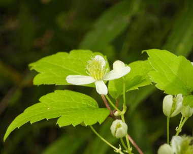 Clematis Virginiana (Virgin 's Bower) Kuzey Amerika' nın Çiçekli Asması